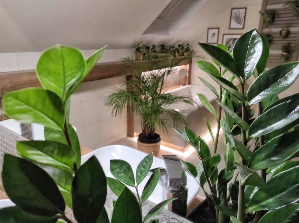 Katarzyna Szewczak, rośliny w łazience - Zamiokulkas